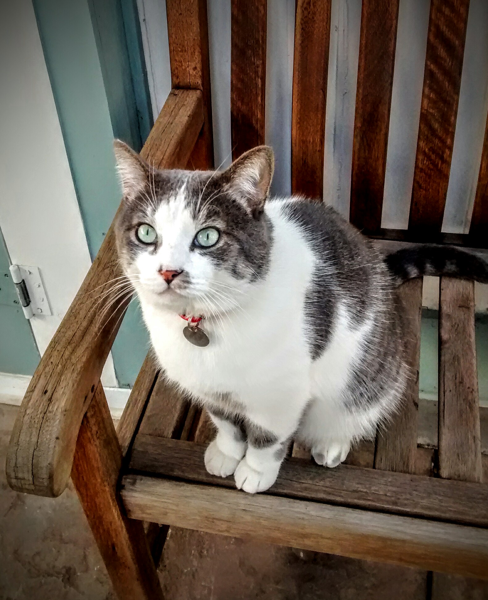 The cat, who regrets nothing